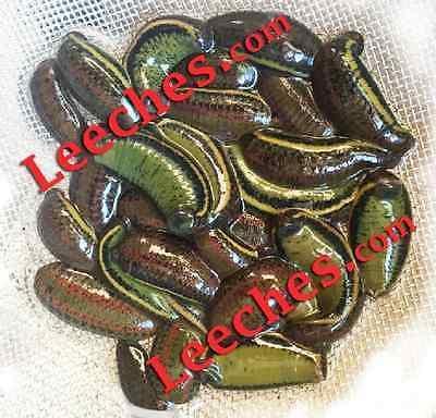 Leeches Therapy 7-Leech Pack