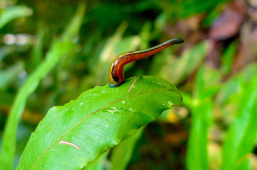 Asian Tiger Leech- 1
