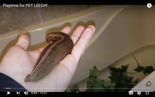 Video: A Pet Buffalo Leech