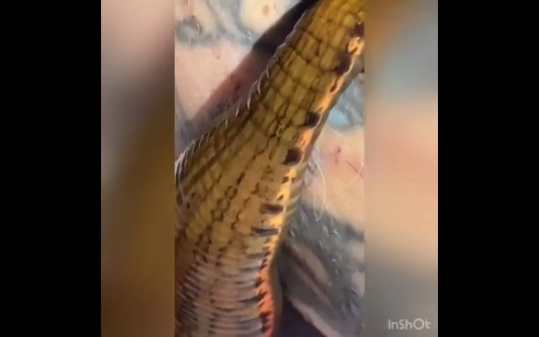 Video: Buffalo leech drinking my blood, leechfeeding - Büffelegel trinken mein Blut