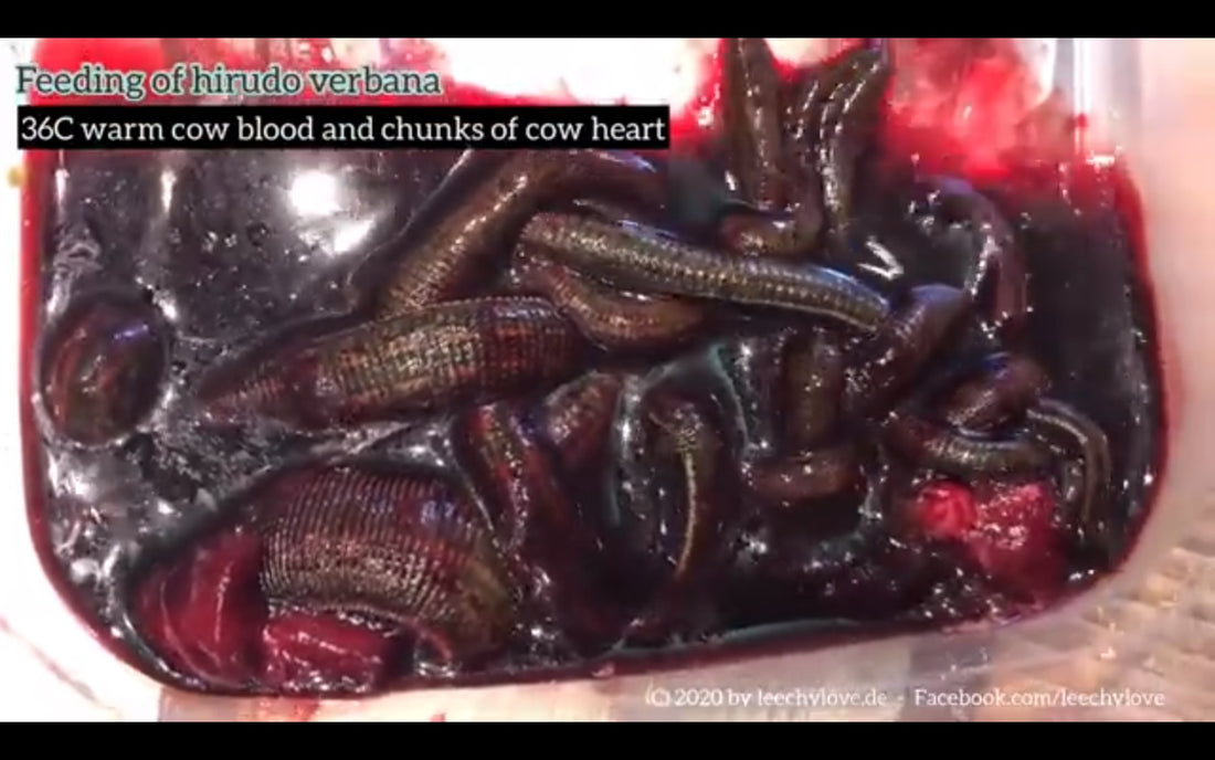 Video: Hirudo verbana - Blutegelfütterung, leech feeding