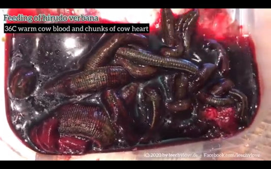Video: Hirudo verbana - Blutegelfütterung, leech feeding
