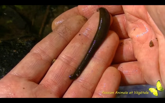 Video: Les Sangsues en France, ici les sangsues des ruisseaux .