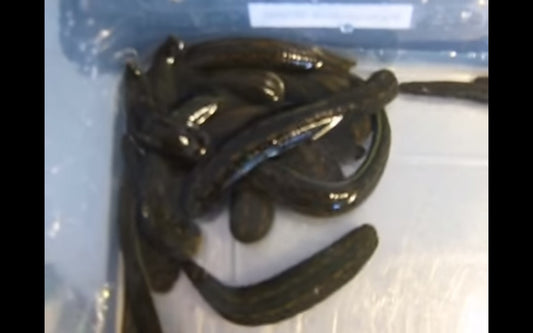 Video: Friedrich's leech collection