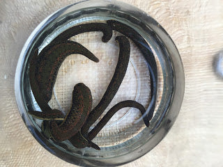 Medical Leeches Are Back (Yes, You Read That Right)