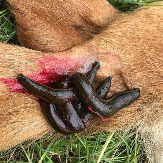Hirudotherapy in Veterinary Medicine