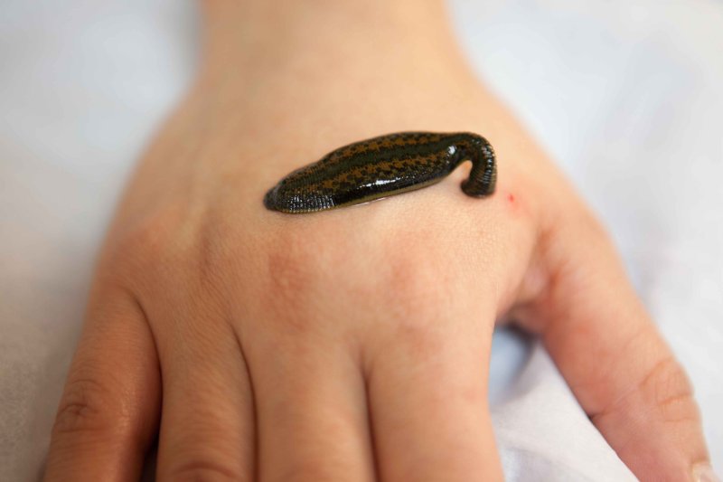 Medium Medicinal Leech