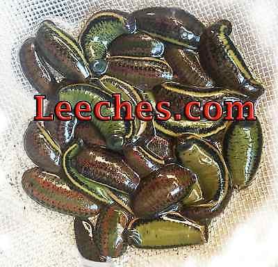 Leeches For Sale. Alive Hirudo Medicianalis