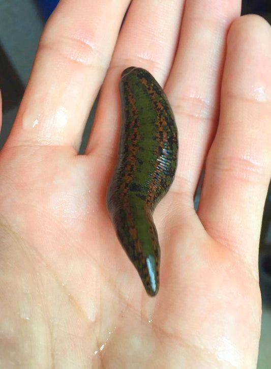 LARGE Medical Leech