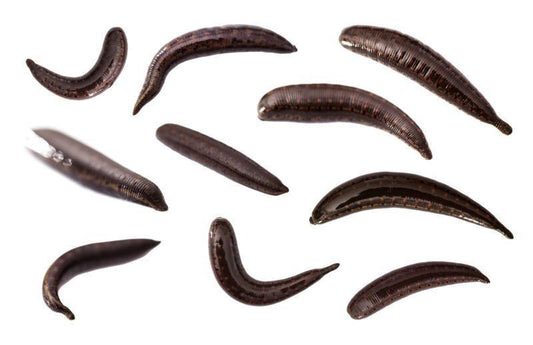 10 Large Live  Leeches
