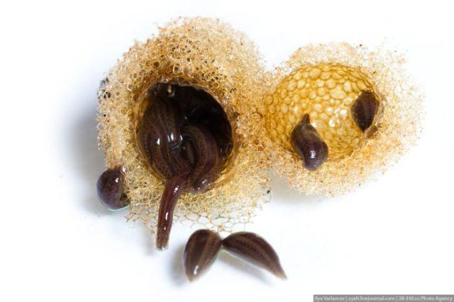 Baby Leech Hirudo 40-Pack