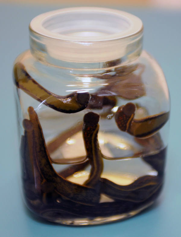 8 Large Hirudo Medicinalis Leeches